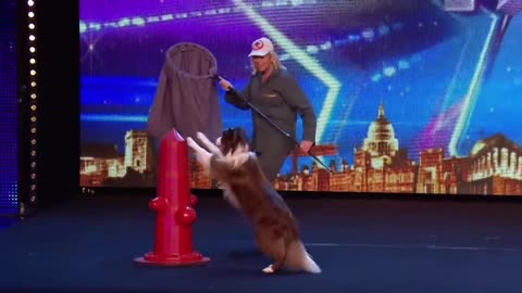 DANCING DOGS! - Britain's Got Talent