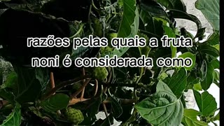 PLANTAS E FRUTAS MEDICINAIS