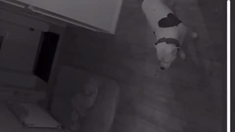 Jump Scare Caught on Security Cam