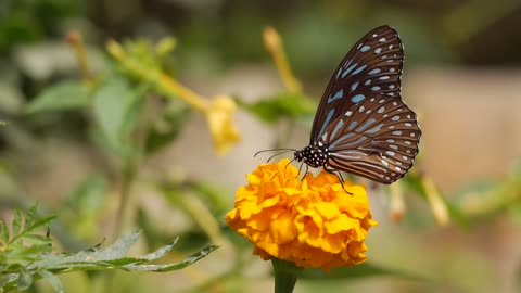 Butterfly botany flower nature summer