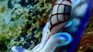 BEAUTIFUL SEA SNAIL