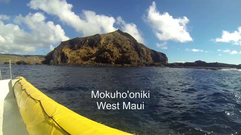 It's raining fish in Maui!