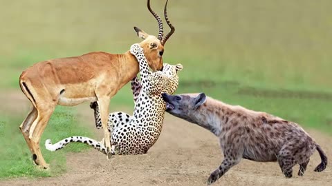 OMG! Hyenas Really Want To Save Impala From Leopard Hunting