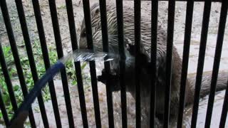 Playful otter loves the water hose