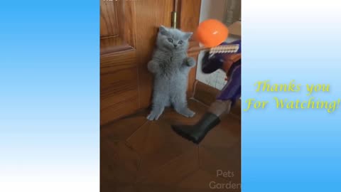 Cute cat fun with toy 🐱🐱