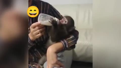 Funny monkey video