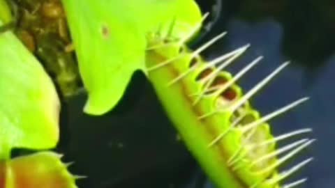 Carnivorous plant's trap 🪤 Dangerous plant in the world...