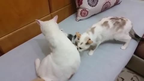 Momma cat comes to the rescue when daddy is playin
