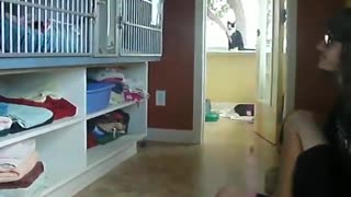Playful kittens and mom holds
