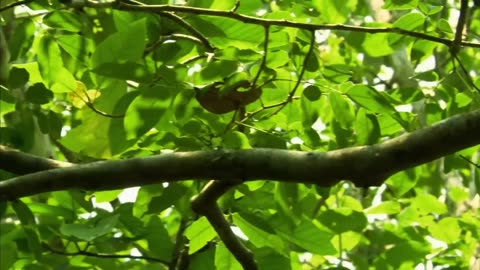 Animal life in rainforest amazon