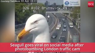 Seagull Reports On London Traffic
