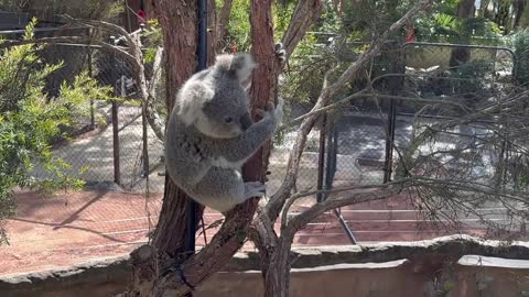 Very cute active Koala - National Zoo, Canberra, Australia