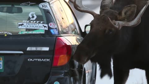 Moose Lick Road Salt Off of a Car