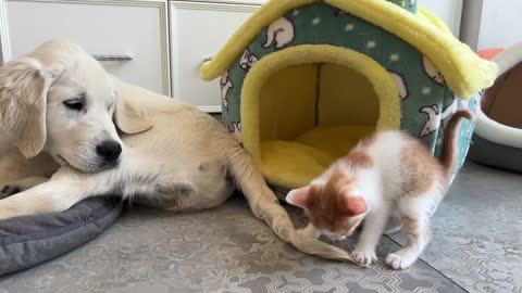 Kitten likes to play with the Golden Retrievers