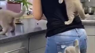 Kittens climbed their human mom while cooking. see what happens