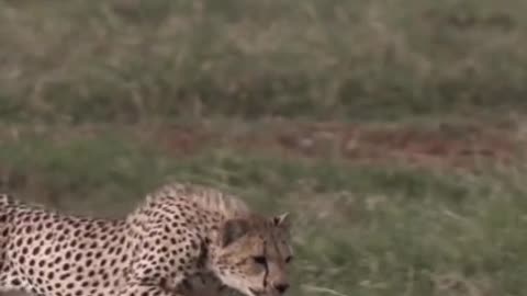 "Swift and Stealthy: The World of Cheetahs"