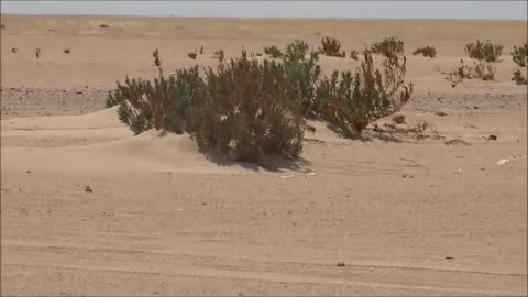 Birds Hunting in Arab Desert