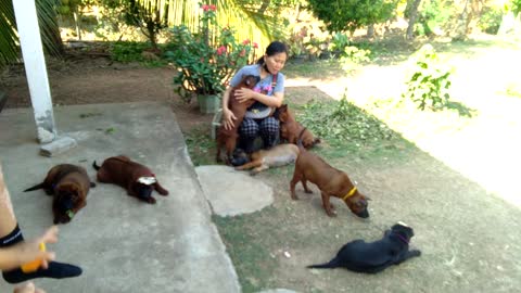 At the Thai dog farm, looking for a cutie.