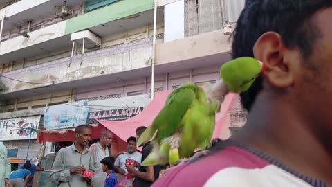 Baby Parrot Bite the Boy's Ear | Funny Video HD