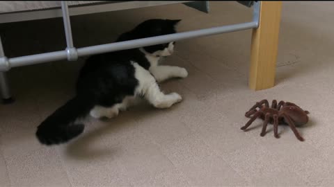 Cat playing with spider