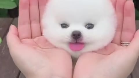 small cute puppy