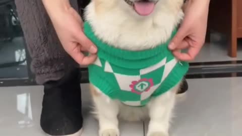 Have you see something so cute?,small puppy that puts on his clothes by himself walking
