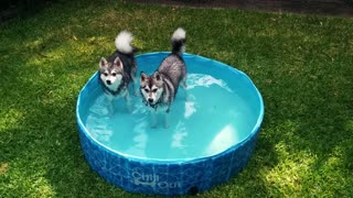 Two dogs hate to be wet in a pool