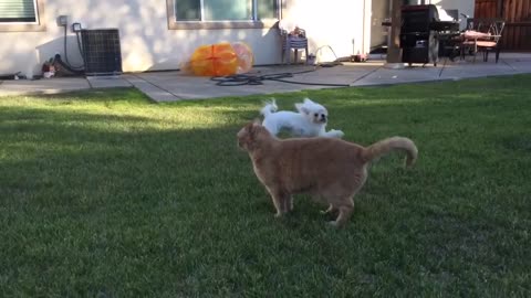 Dog And cat playing together funny video