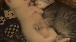 Peaceful Slumber: Adorable Kittens Sleeping Soundly 😴