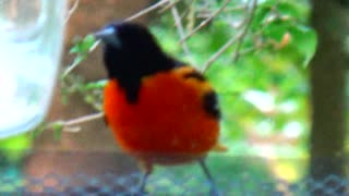 Oriole