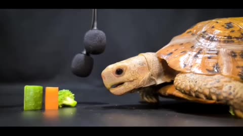 Cute turtle eating Asmr food 🐢
