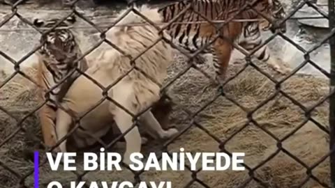 A little boy breaks up a lion fight