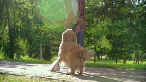 Owner Bonds with Beloved Canine Companion Through Playtime and Laughter