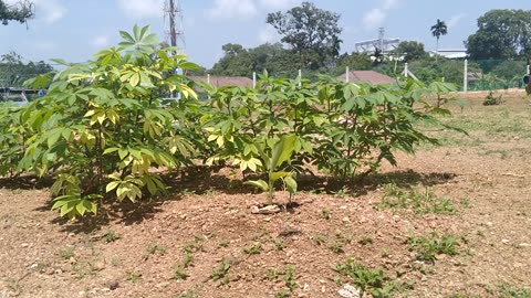 Watering Banana Trees