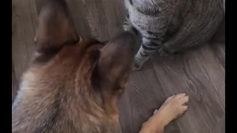 Viral Funniest cats Dogs Moments Being Hilarious Non-stop Laughing.