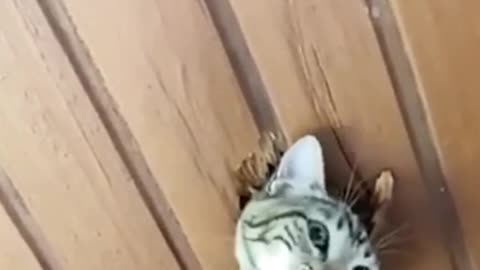 cute cats funny video is so amazing