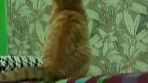 Cute Cats | Funny Video |Adorable Cat | Playing Cat on its own |Sweet Cat