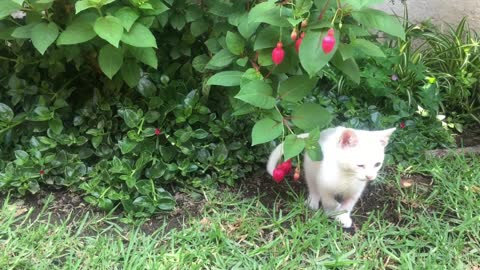 My little cat loves to play in the garden