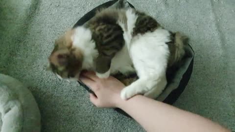 Hooman lured into a cat belly trap