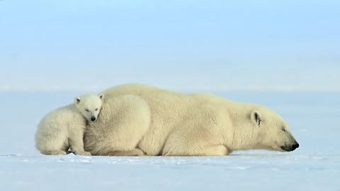 Polar bear cub is surprised by a seal