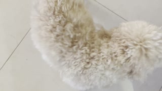 Funny Dog Dances for Attention