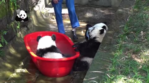 Summer time let's bath again adorable panda