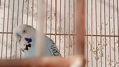 Lovely Weather || Enjoy Budgies Parrot || Birds Lover