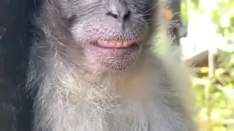 Animal funny 🤣 video