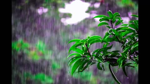 Heavy Rain accompanied by Thunder in the Rainforest for Sleep,Relaxation, Meditation