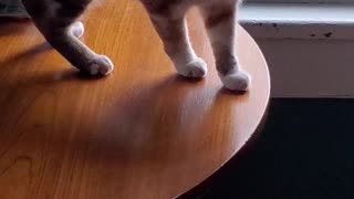 Cat Gets Pranked While Bird Watching