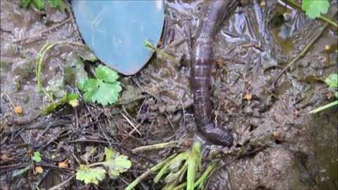 Giant Gippsland Earthworm flooded out of it's burrow_Cut