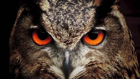 Owl Hooting - THE BEST OWL SOUND EFFECTS 2022