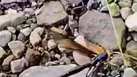 Graceful Gaits: The Long-Tailed Dragonfly's journey accross the rocks