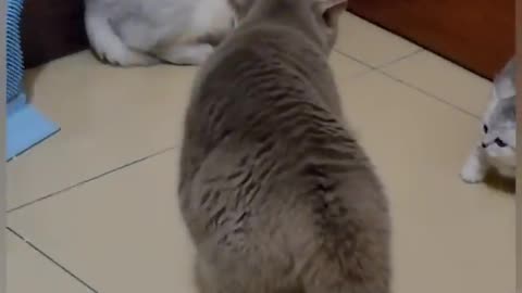 Funny Cat